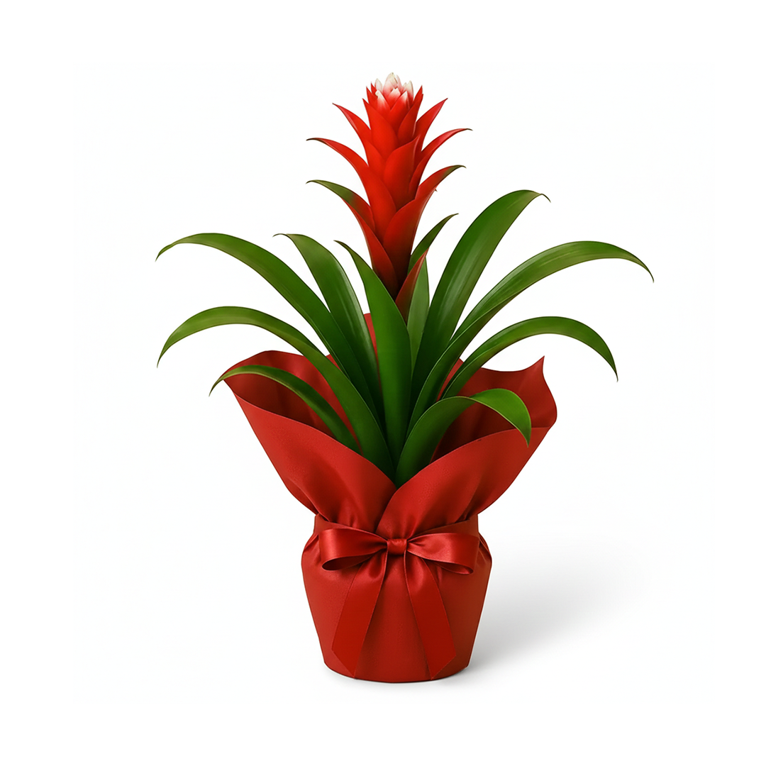 Guzmania Beyaz Çiçekli Kırmızı Salon Çiçeği