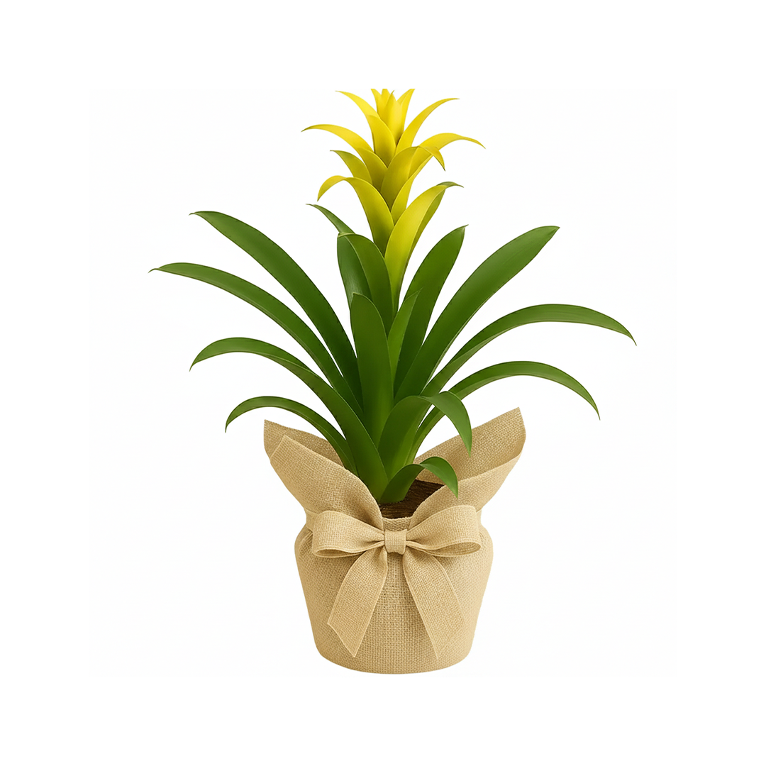 Guzmania Sarı Salon Çiçeği
