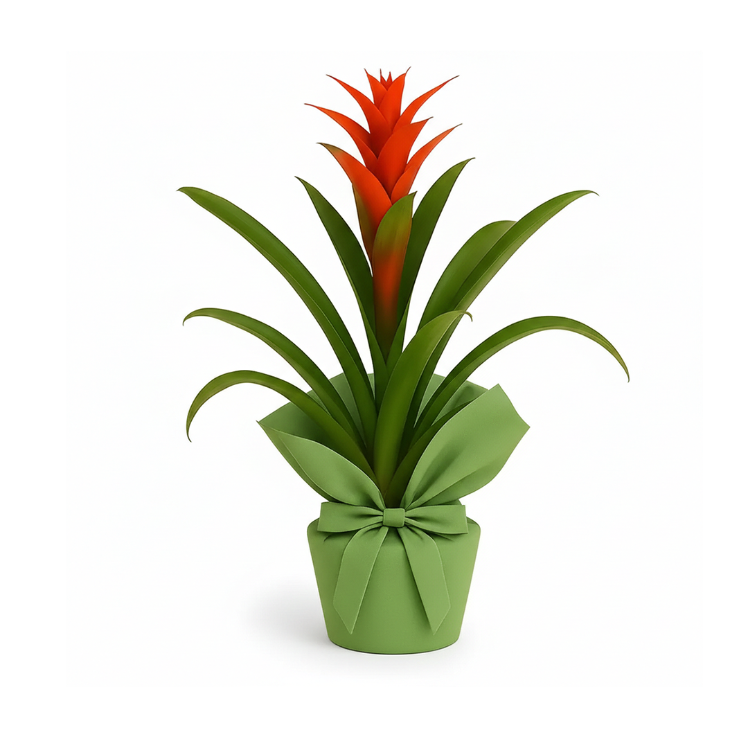 Guzmania Kırmızı Salon Çiçeği